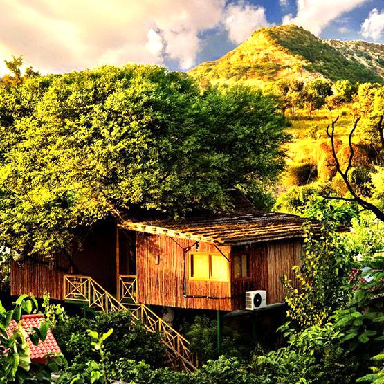 Tree House Resort